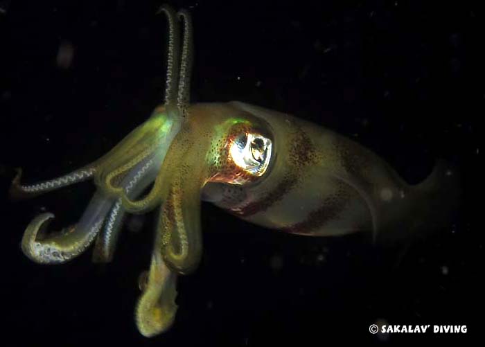 Night dive in Nosy Be Madagascar